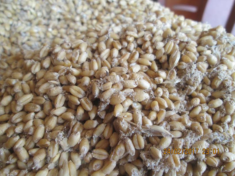 Ants, termites, grain beetles found in wheat from Ration Shop